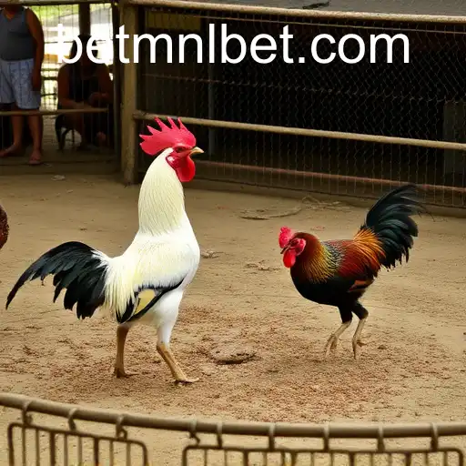 Exploring Sabong Games: Tradition, Culture, and the Rise of MNLbet